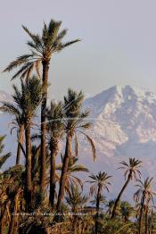 Image du Maroc Professionnelle de  Photo prise de la Palmeraie de Marrakech, où quelques palmiers cohabitent avec les lampadaires, d'ailleurs cet arbre tropical à grandes feuilles palmées est sacré, il fait partie des composantes majeures de l'identité de la ville rouge, depuis très longtemps, la loi  interdit formellement d'en couper, sous peine de très fortes amendes. Malheureusement ce n’est pas le cas pour les autres arbres qui sont régulièrement victimes d'arrachement à la tronçonneuse. au fond le mont Toubkal du haut Atlas enneigé, le 18 Mars 2002. (Photo / Abdeljalil Bounhar)

Toubkal, palmeraie de Marrakech, palmier, neige, mont, montagne, paysage